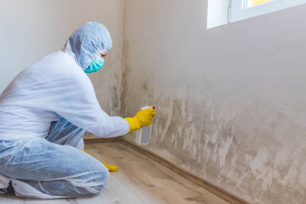 Mold inspector in Canton performing thermal imaging
